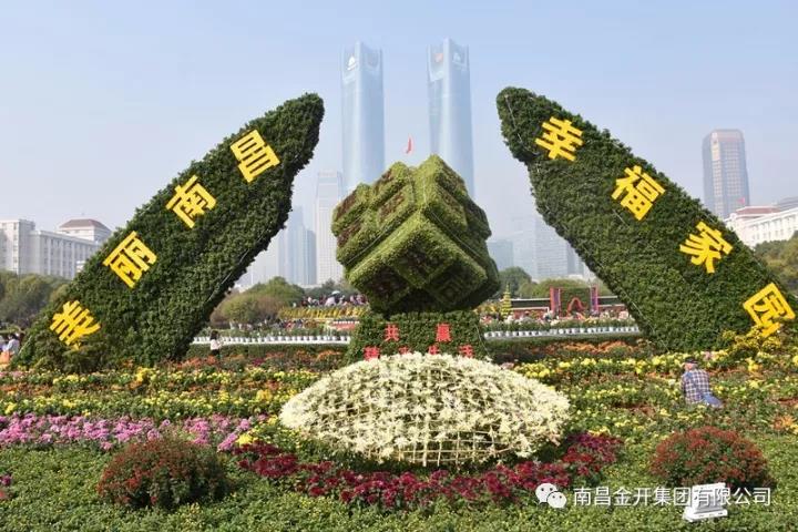 美！万千菊花姹紫嫣红 “活力经开”初露真容